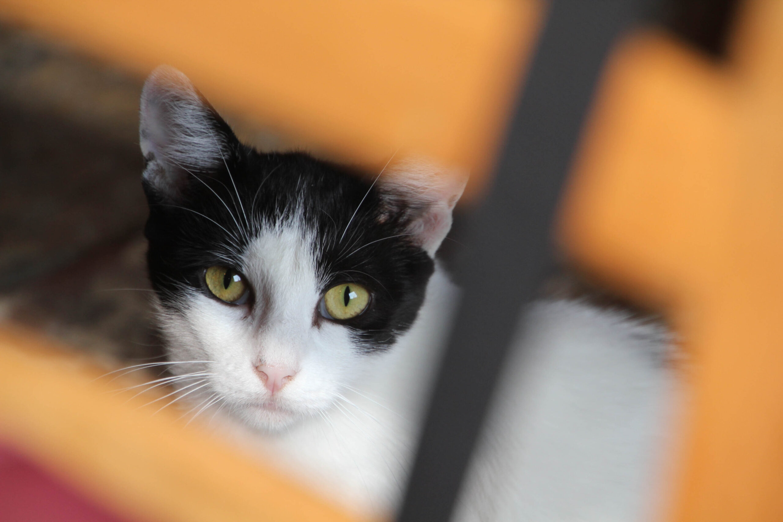 Für die Katz